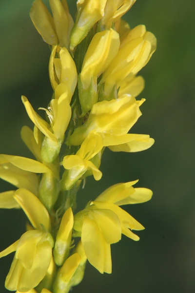 Echter Steinklee (<i>Melilotus officinalis</i>)